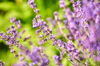 gardening, botany and flora concept - beautiful lavender flowers blooming in summer garden. beautiful lavender flowers in summer garden