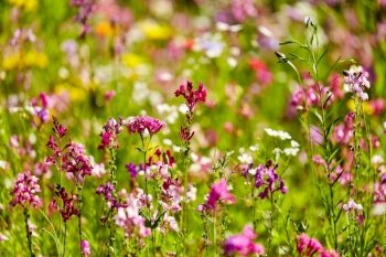 gardening, botany and flora concept - beautiful field flowers in summer garden. beautiful field flowers in summer garden