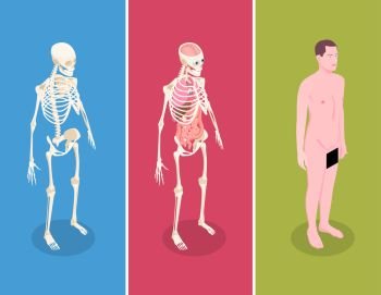 Anatomy isometric banners set with male body and two human skeletons on colorful background 3d isolated vector illustration