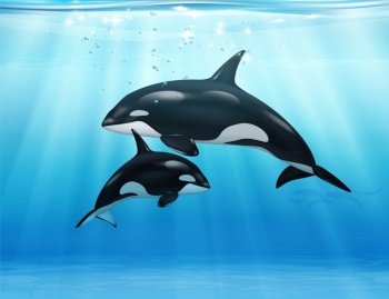 Killer whale in sea realistic composition mother and her child swim underwater vector illustration