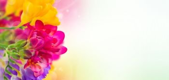 blue, pink and yellow freesia  flowers border  on garden bokeh  background. blue, pink and yellow freesia  flowers