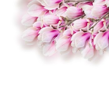 Blossoming pink magnolia  tree branch with flowers on white background. Blossoming pink  magnolia tree Flowers