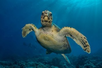 Hawksbill sea turtle in the Red Sea, dahab. blue lagoon sinai