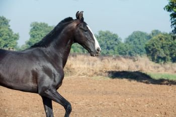 running marwari black stallion at freedom.  Gujarat, India