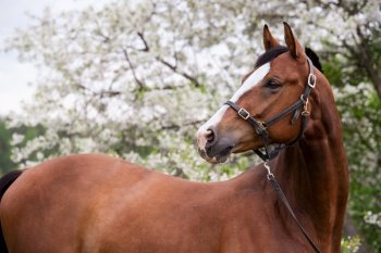 portrait of bay sportive horse at blossom tree background