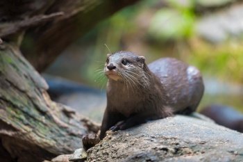 Close-up of an asian small clawed otter with focus on eyes