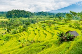 Green rice terrace fields in Bali, Indonesia