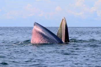 Bryde’s whale or Eden’s whale in gulf of Thailand