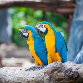 colorful couple macaw sitting in a tree