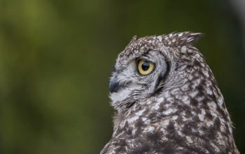 one owl in the forest with green blur background. one owl in the forest