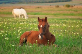 Young horse resting on the green meadow. Nature composition.