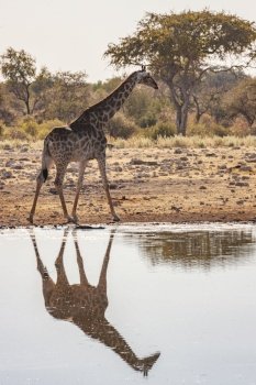 Giraffe (Giraffa camelopardalis) at a waterhole in Etosha National Park in Namibia, Africa.