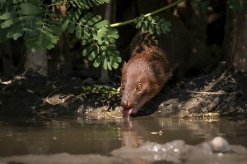 Image of Small asian mongoose(Herpestes javanicus) eating water in a pond on nature background. Wild animals. Animals.