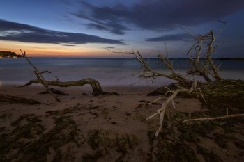 tree branches and roots on the beach. Mystic view