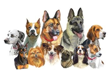 Colorful vector realistic illustration of large and small dog breeds portraits:  German Shepherd, Pitbull, Pug, Spaniel, Beagle isolated on white background. Art for designe, banner and cards. 