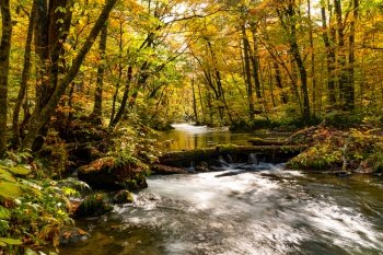 Beautiful scenic view of Oirase Mountain Stream flow in the colorful autumn foliage forest at Oirase Gorge in Towada Hachimantai National Park, Aomori Prefecture, Japan.