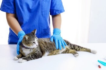 Cat on examination table of veterinarian clinic. Veterinary care. Vet doctor and cat