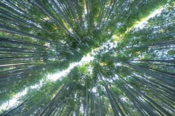 Japanese Bamboo Forest. Tall trees at Arashiyama in travel holidays vacation trip outdoors in Kyoto, Japan. Tall trees in natural park. Nature landscape background.