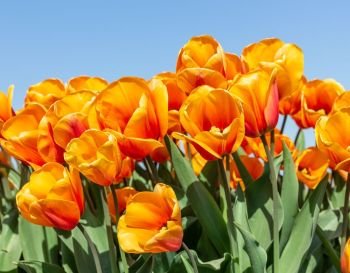 Beautiful orange tulips looking upwards to the sky. Beautiful orange tulips looking to the sky