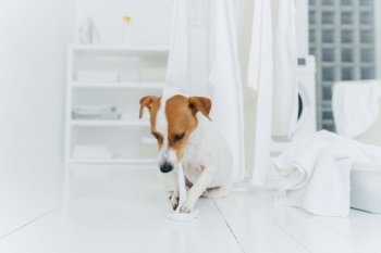 Playful pedigree puppy bites white washed towel, sits near clothes dryer in washing room, everything is clean and white. Laundry time concept