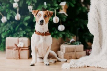 Image of pedigree dog sits on floor near decorated firtree and Christmas presents, has festive mood, being at home. Animals and winter timme concept