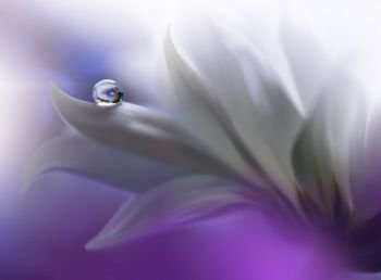 Beautiful Nature Background.Floral Art Design.Abstract Macro Photography.White Daisy Flower.Pastel Flowers.White Background.Creative Artistic Wallpaper.Wedding Invitation.Celebration,love.Close up View.Happy Holidays.Violet Color.Copy Space.