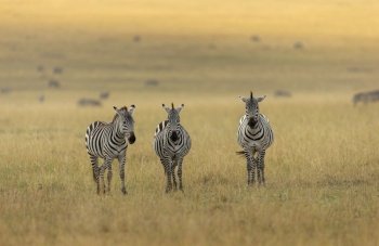 Three plains zebra, E. quagga, Maasai Mara National Reserve, Kenya, Africa