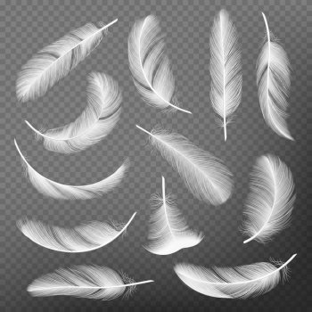 Feathers realistic. Plumage detailing lightness and airiness swan vector collections. Illustration of feather realistic, plumage falling, floating and flight. Feathers realistic. Plumage detailing lightness and airiness swan vector collections