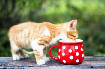 little ginger kitten drinks milk from a bright red cup
