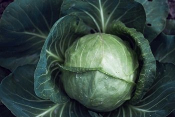 cabbage in the garden. floral background. Agronomy

