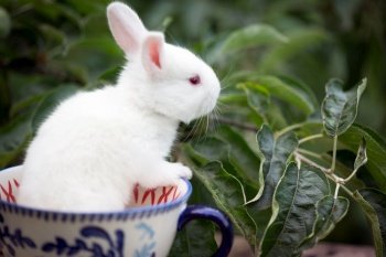 little beautiful white rabbit  at the cup in the garden
