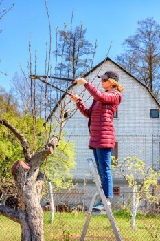 The gardener, squatting down, irrigates the rose bush under the root system of the plant with a sprinkler of water on a clear sunny spring day.. A young woman stands on a stepladder in the garden and pruners pruning trees.