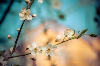 Close up picture of white blooming cherry blossoms, copy space