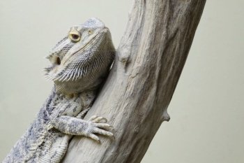 Central bearded dragon on a tree