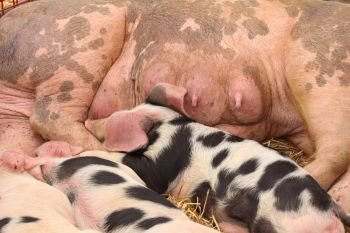 piglets suckling their mother lying on the straw