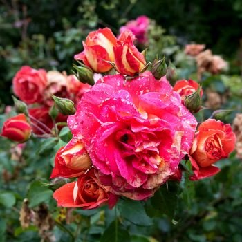 Splendor of roses in the garden