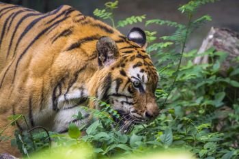 specie Panthera tigris family of felidae. Tigre du Bengal