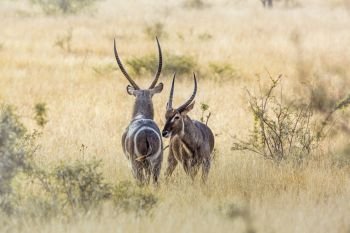 Two Common Waterbucks face to face in savannah in Kruger National park, South Africa ; Specie Kobus ellipsiprymnus family of Bovidae. Common Waterbuck in Kruger National park, South Africa
