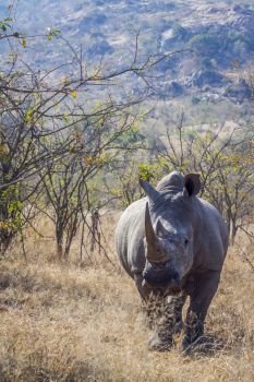 Southern white rhinoceros in savannah in front view in Kruger National park, South Africa ; Specie Ceratotherium simum simum family of Rhinocerotidae. Southern white rhinoceros in Kruger National park, South Africa