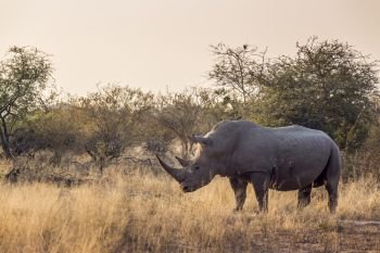 Southern white rhinoceros in savannah at dawn in Kruger National park, South Africa ; Specie Ceratotherium simum simum family of Rhinocerotidae. Southern white rhinoceros in Kruger National park, South Africa