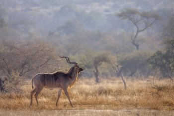 Greater kudu male in savannah scenery in Kruger National park, South Africa ; Specie Tragelaphus strepsiceros family of Bovidae. Greater kudu in Kruger National park, South Africa