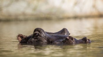 Hippopotamus head in water surface level in Kruger National park, South Africa ; Specie Hippopotamus amphibius family of Hippopotamidae. Hippopotamus in Kruger National park, South Africa