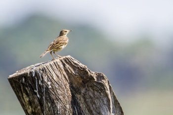 specie Anthus rufulus family of Motacillidae . Pipit rousset 
