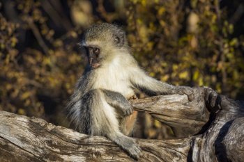 Cute young Vervet monkey sitting on stump in Kruger National park, South Africa ; Specie Chlorocebus pygerythrus family of Cercopithecidae. Vervet monkey in Kruger National park, South Africa
