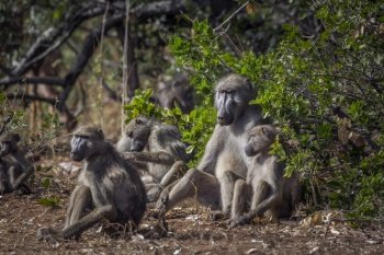 Chacma baboon cute family scenic in Kruger National park, South Africa ; Specie Papio ursinus family of Cercopithecidae. Chacma baboon in Kruger National park, South Africa