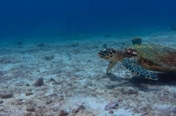 Hawksbill Sea Turtle on the sand free swimming