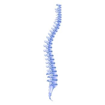 Realistic Illustration Bone Profile Human Spine. 3d Vector Image Musculoskeletal System Human Body. Structure Spine. Studying Problem Disease and Treatment Methods. Medical Surgery, Traumatology