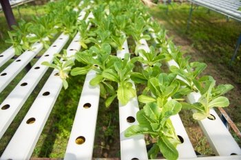 Hydroponic vegetable planting in greenhouse at Thailand.