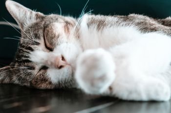 close up image of Cute cat sleeping