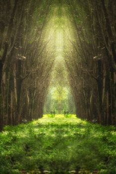 Blurry image of imaginary tree tunnel